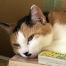雅(KM)@サムライナッツ劇団員 profil fotoğrafı