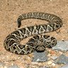The Rattlesnake profil fotoğrafı