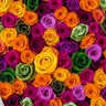 Rose 的头像