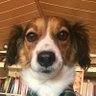 Butxaca's profile picture