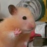 nobuchi's profile picture