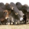 Фото профиля Cattle Plug