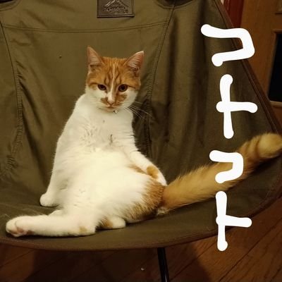 kotokotoneko1's profile picture
