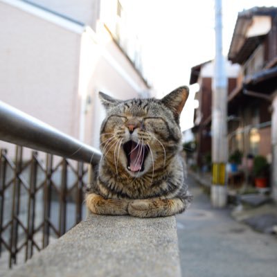 ハリボテレーシング's profile picture