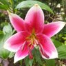 Ulrike Schmidt's profile picture