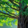 Фото профиля إيماآن