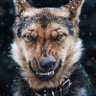 Profilbild von Surprize Attack