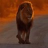 LION on the HEARTH's profile picture