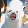Profilbild von dogshitland