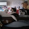 さいとうはじめ profil fotoğrafı