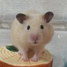 Profilbild von ハムスキー