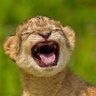 Profilbild von Can Arslan