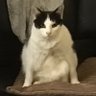 Wembury Pilgrim's profile picture