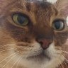 Profilbild von ミント
