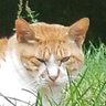 ぱかぼん profil fotoğrafı