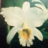 Profilbild von orquideablanca