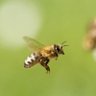 Фото профиля thebeesknow2020