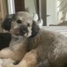 SumoWonderDog 的头像