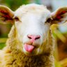 🟢 כבשת הרש's profile picture