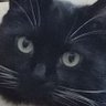 Wondering's profile picture