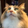 Profilbild von Fhisa