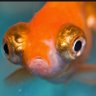 Circfruit profil fotoğrafı