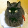 Blackcat 🇯🇵🇨🇦 🏡安倍総理ありがとう🇯🇵's profile picture