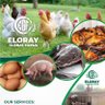 Eloray Global Farms🐖🐬🐓🦃🐏💦's profile picture
