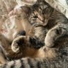 Olibean's profile picture