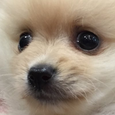 ポメラニアンのポメくん's profile picture