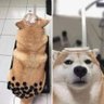 雞腿捲 profil fotoğrafı