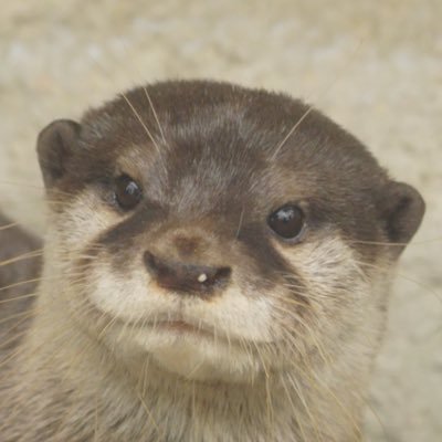 uso_otter's profile picture