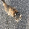 le Mimi chat's profile picture
