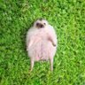 Sad Hedgehog profil fotoğrafı