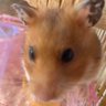 いしこ's profile picture