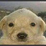 Fetzer's profile picture