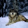 Cryptowolf68 的头像
