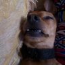 meh profil fotoğrafı