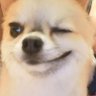 Profilbild von Hsay