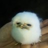 Profilbild von yoshito