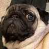 Фото профиля FPL Pug 👹