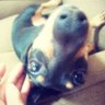 Mayu profil fotoğrafı