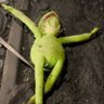 Profilbild von Yersinia Pestis