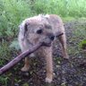 Profilbild von Highlander