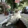 もじゃおさん profil fotoğrafı