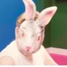 コテッちゃん's profile picture
