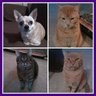 Toni FurkidsMommy profil fotoğrafı