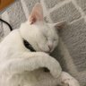 みゃんこ 的头像