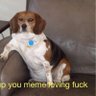 Hippycellarbeerman's profile picture
