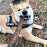 Profilbild von Najniższa Izba Kontroli